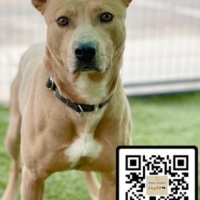 Bessy-A221969 Pinal County Arizona Adoptable Dog